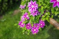 Flowers of perennial clematis vines in the garden. Beautiful clematis flowers near the house. Clematis climbs into the garden. Dr Royalty Free Stock Photo