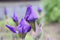 Flowers of the perennial iris Iridaceae ordinary, or flag, purple in close-up. Variety Violet Harmony from the group of