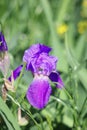 Flowers of the perennial iris Iridaceae ordinary, or flag, purple in close-up. Variety Violet Harmony from the group of