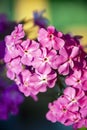 Flowers of perennial pink Phlox close-up in the evening sun