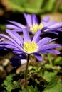 Flowers - Periwinkle Colored Windflower