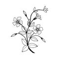 Flowers Periwinkle. Vector stock illustration eps10. Hand drawing. Outline. On a white background