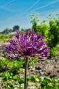 Flowers of the Persian onion or star of Persia (Allium christophii)