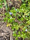 Flowers of Persian speedwell Veronica persica. Biennial plants of Plantaginaceae. A weed Royalty Free Stock Photo