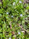 Flowers of Persian speedwell Veronica persica. Biennial plants of Plantaginaceae. A weed