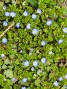 Flowers of Persian speedwell Veronica persica. Biennial plants of Plantaginaceae. A weed Royalty Free Stock Photo