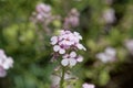 Persian stonecress Aethionema grandiflorum