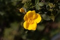 Flowers of a Persian yellow rose Rosa foetida