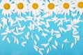 Flowers and petal composition. Chamomile on a blue background Royalty Free Stock Photo