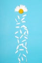 Flowers and petal composition. Chamomile on a blue background Royalty Free Stock Photo