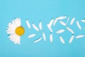 Flowers and petal composition. Chamomile on a blue background