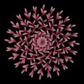 Petal flower radial symmetry elements circular pattern mandala floral graphic 3D illustration
