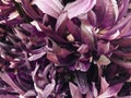 Flowers petals purple