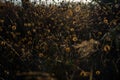 Molentargius by the sunset sunrays,summer, dry vegetation