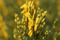 Flowers of a petty whin, Genista anglica