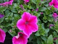 Petunia `Fanfare Hot Rose`