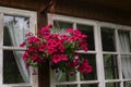 Flowers petunia in hang basket close up photo Royalty Free Stock Photo