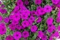 Flowers of Petunia hybrida Royalty Free Stock Photo