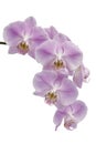 Flowers of a Phalaenopsis orchid hybrid