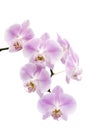 Flowers of a Phalaenopsis orchid hybrid