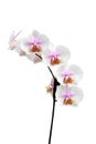 Flowers of a Phalaenopsis orchid hybrid vertical Royalty Free Stock Photo