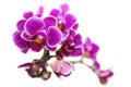 Flowers Phalaenopsis orchids.