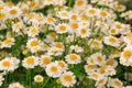Flowers of the Pharmaceutical chamomile close-up lit by the setting sun