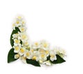 Flowers of Philadelphus Mock orange, jasmine on a white background with space for text. Top view, flat lay