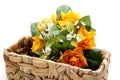 Flowers in the phloem basket
