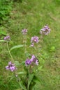 Flowers of Phlomoides tuberosa Phlomis tuberosa