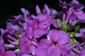 Flowers phlox. flower. purple.