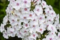 Flowers phlox, Latin Phlox paniculata in the summer garden. Blurred green background. Close-up. Royalty Free Stock Photo