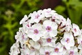 Flowers phlox, Latin Phlox paniculata in the summer garden. Blurred green background. Close-up. Royalty Free Stock Photo