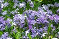 Flowers Phlox styloid Candy Stripes. Small light purple flowers in the garden, in the forest, in the field. Flower background