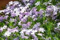 Flowers Phlox styloid Candy Stripes. Small light purple flowers in the garden, in the forest, in the field. Flower background