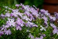 Flowers Phlox styloid Candy Stripes. Small light purple flowers in the garden, in the forest, in the field. Flower background,