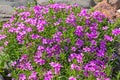 Flowers phlox styloid Royalty Free Stock Photo