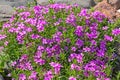 Flowers phlox styloid