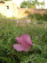 FLOWERS PHOTO PINK FLOWR GREEN GRASS