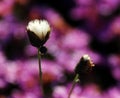 Flower; inflorescence Royalty Free Stock Photo