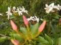 Flowers of pichcha in white colors