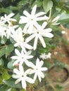 Flowers in pichcha white colors
