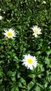 Flowers on PIduruthalagala Mountain