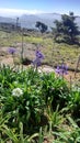 Flowers on PIduruthalagala Mountain