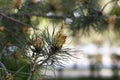 Flowers of the pine blossoms on a spring day closeup