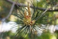 Flowers of the pine blossoms on a spring day closeup