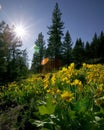 Flowers and pine forest