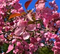 Flowers pink apple blossom red  white petal  flowering tree branch against a blue sky big   banner Royalty Free Stock Photo
