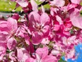 Flowers pink apple blossom red  white petal  flowering tree branch against a blue sky big   banner Royalty Free Stock Photo