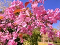 Flowers pink apple blossom red  white petal  flowering tree branch against a blue sky big   banner Royalty Free Stock Photo